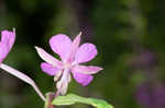 Fireweed